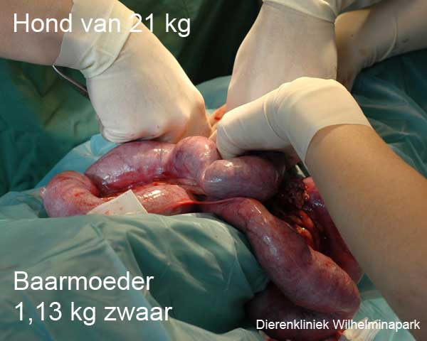 Hond sterilisatie: een met pus gevulde baarmoeder